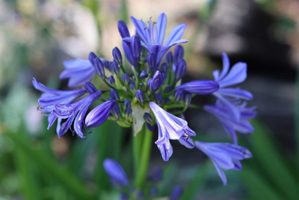 Boostez vos agapanthes : les gestes clés pour les préserver en cette période cruciale !