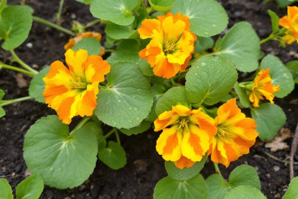 Découvrez cette fleur enchantée à intégrer dans votre potager : une astuce révolutionnaire approuvée par les spécialistes !