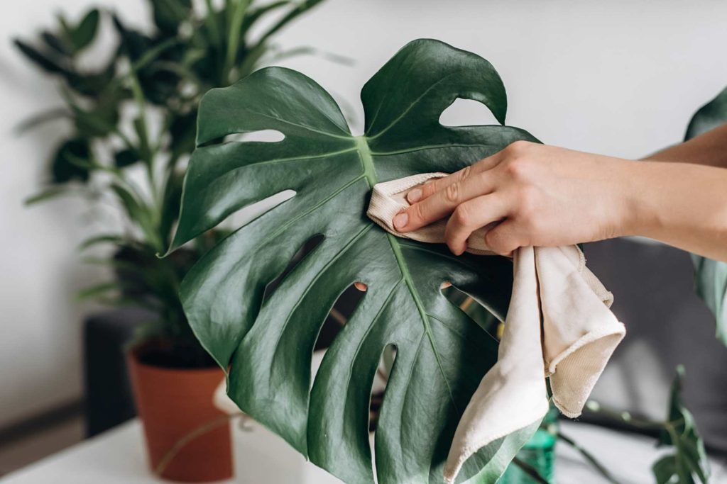 Des feuilles éclatantes et surprenantes grâce à un nettoyage naturel !