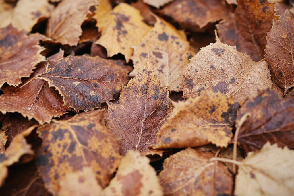 Des feuilles menaçantes pour vos arbres fruitiers : l’alerte des spécialistes du verger