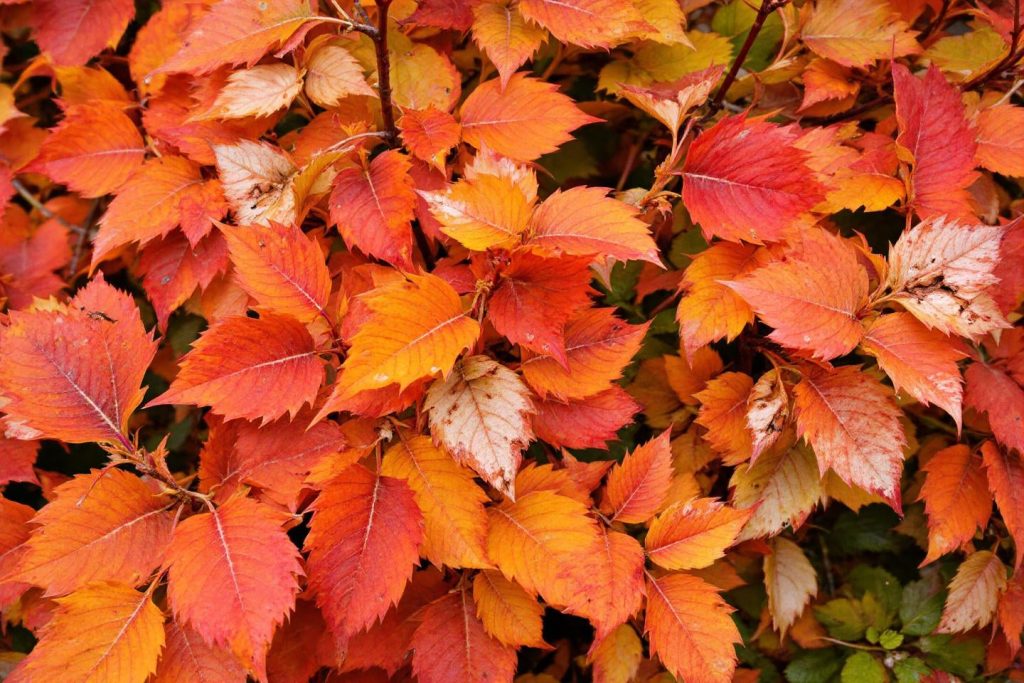 L’automne en pleine transformation : comment une taille stratégique booste les arbustes fin octobre !