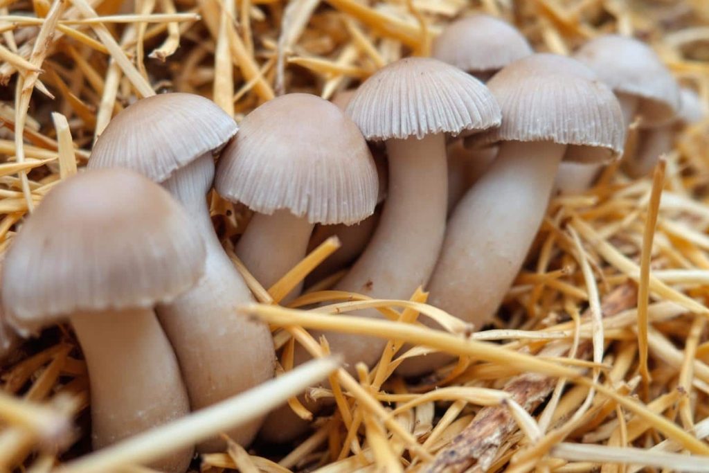 L’automne, nouvel élixir des récoltes enchantées au potager !