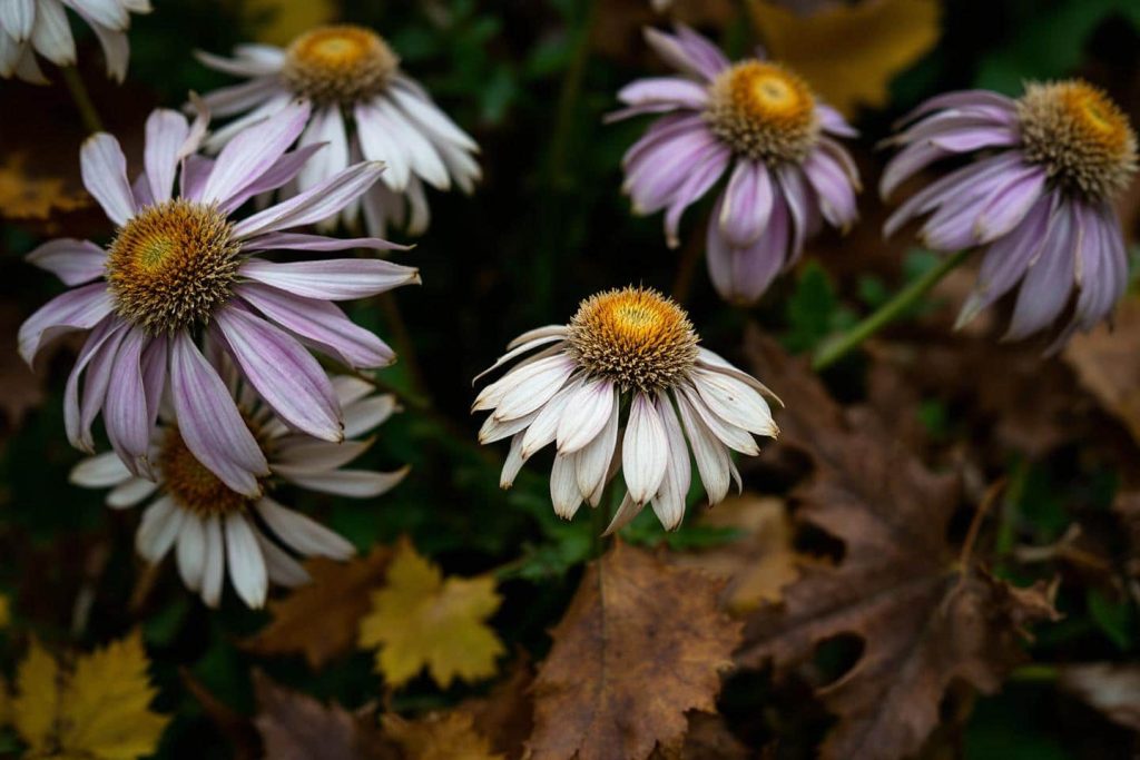L’illusion des fleurs fanées : les paysagistes révèlent la vérité sur vos gestes d’automne
