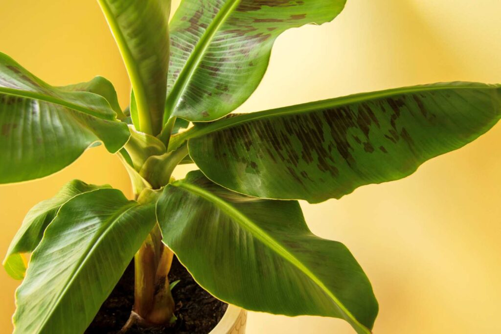 Plantes d’intérieur : découvrez cette étonnante beauté tropicale à grandes feuilles à cultiver en pot !