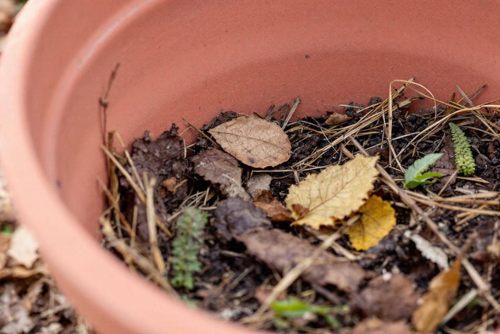 Transformez vos pots vides en trésors : 3 astuces ingénieuses pour créer une terre vivante sans débourser un sou !