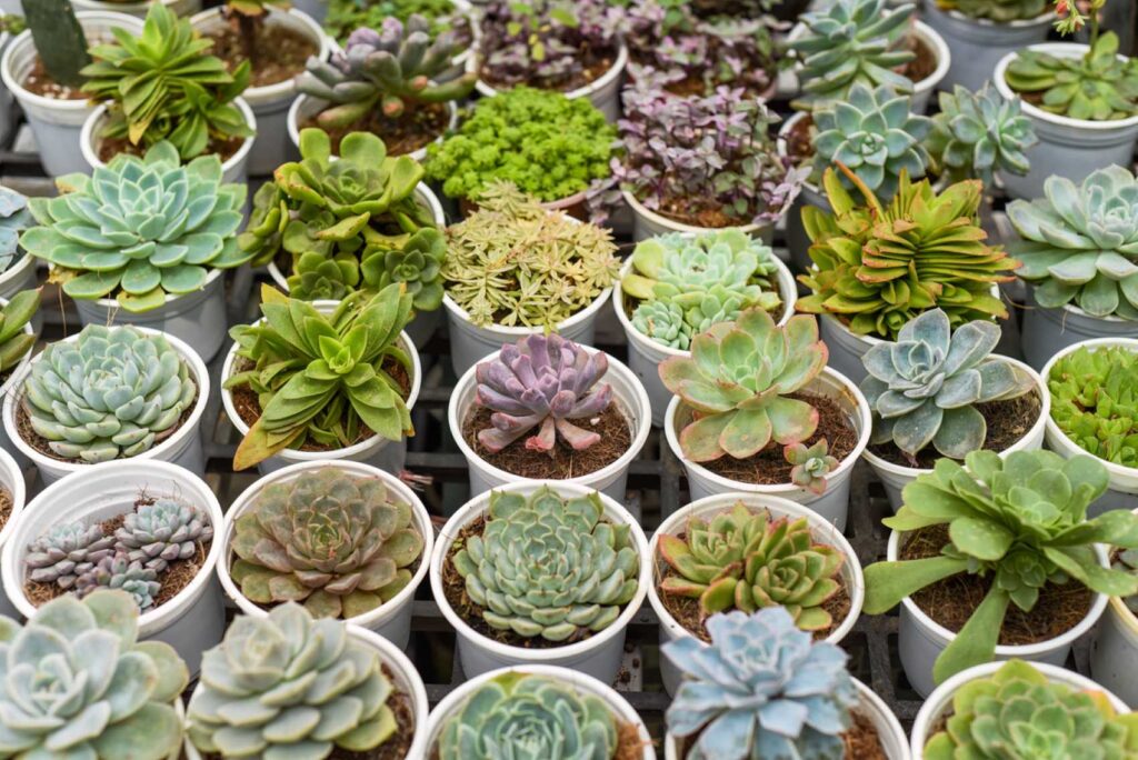 Découvrez ces 7 plantes irrésistibles à adopter sans tarder, même si vous n’êtes pas un expert en jardinage !