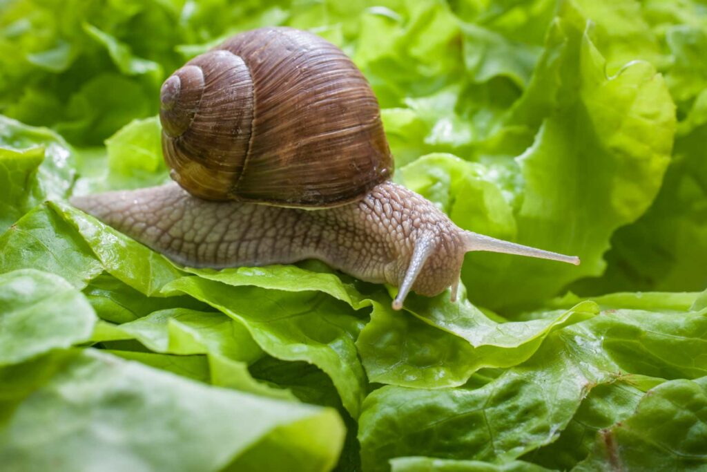 Des ravageurs aux partenaires indispensables : ces dévoreurs de feuilles transforment le jardin potager !