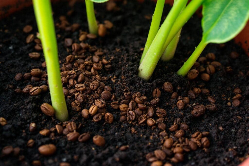 Du marc de café aux soins des plantes : découvrez les pièges à éviter pour un jardin florissant !