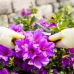 Développez votre jardin : Guide incontournable pour multiplier le bougainvillier !